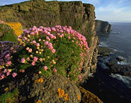 Handa Island