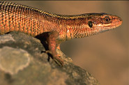 common lizard