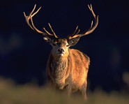 red deer stag