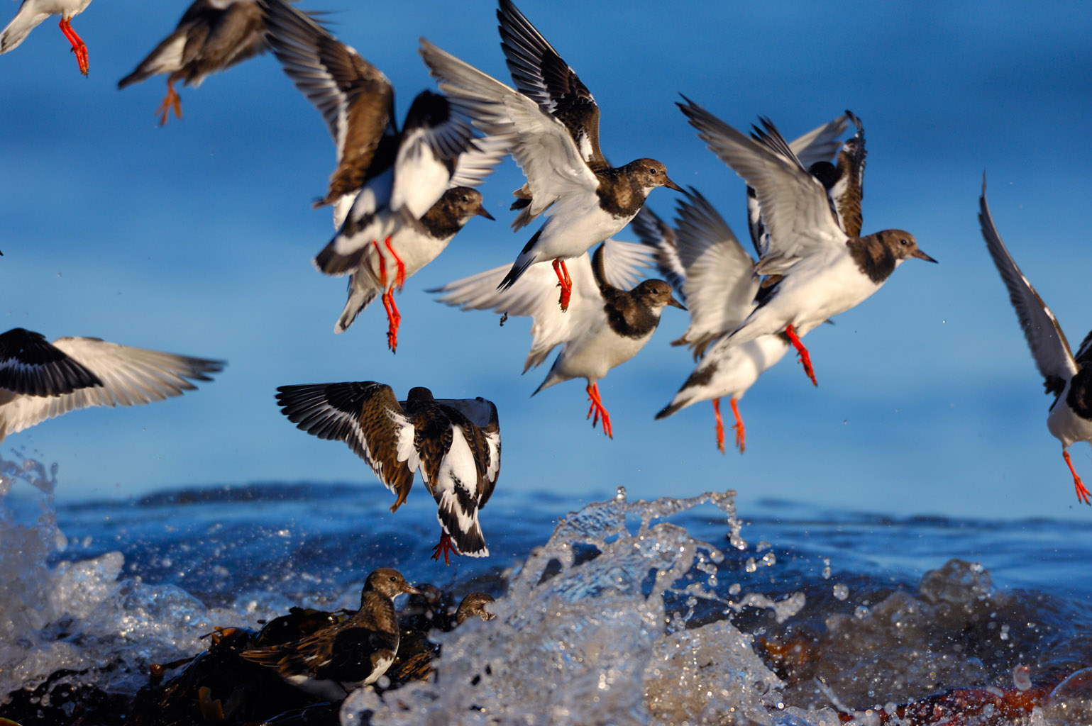 turnstone 0003  PORTFOLIO GALLERY.jpg