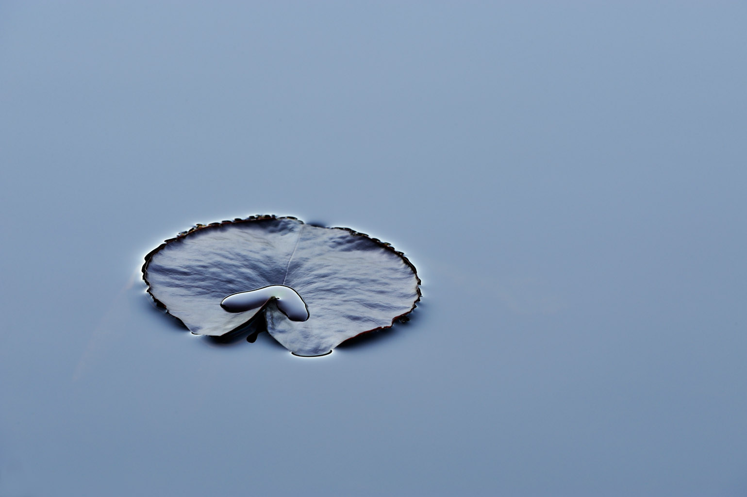 white waterlily 0018  PORTFOLIO GALLERY.jpg